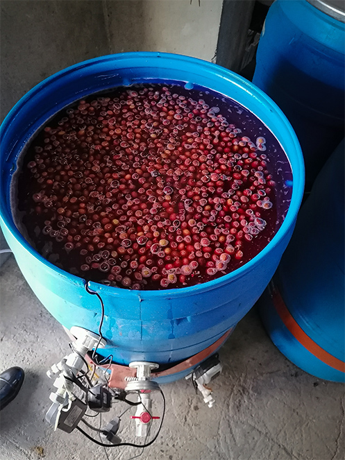 FERMENTACION LACTICA BIOREACTOR_cafesSerraniasdeCafe