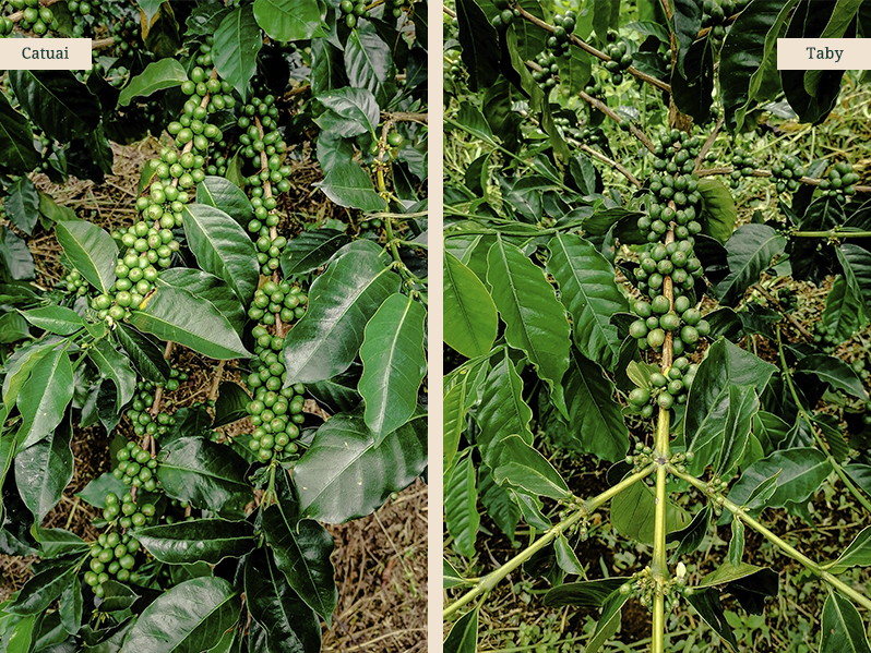 imagen07-pagina-interna-origen-cafeseraniasdejardin