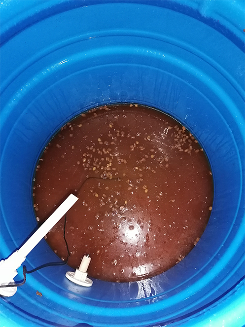 FERMENTACION ALCOHOLICA_2_cafeSerraniasdeCafe